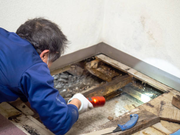 Best Toxic Mold Removal  in St Martin, MS
