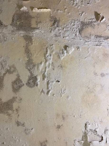 Best Attic Mold Removal  in St Martin, MS