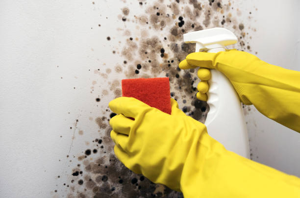 Attic Mold Removal in St Martin, MS