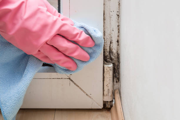 Best Crawl Space Mold Removal  in St Martin, MS
